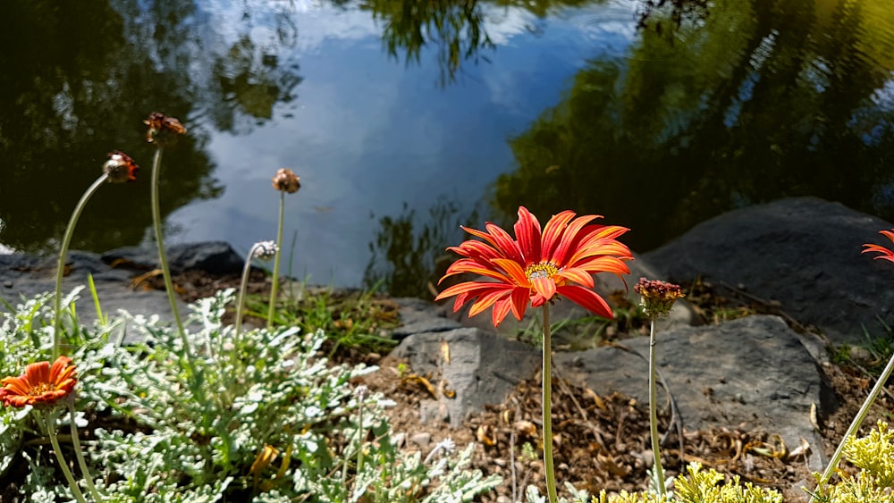 a group of flowers