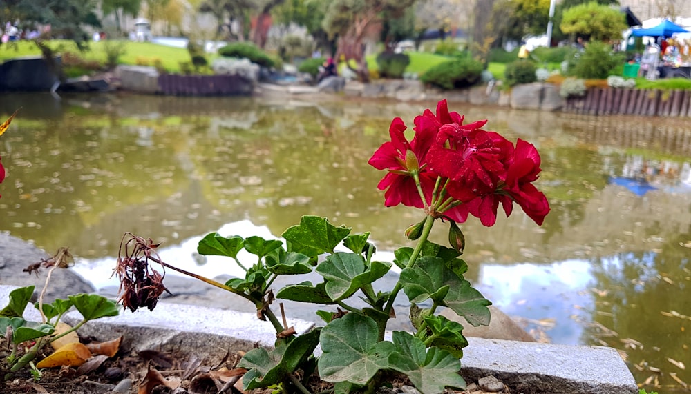 a red flower next to a pond