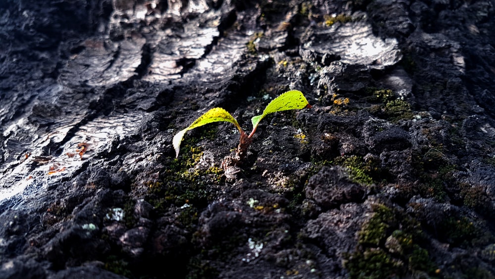 a small plant growing out of a rock