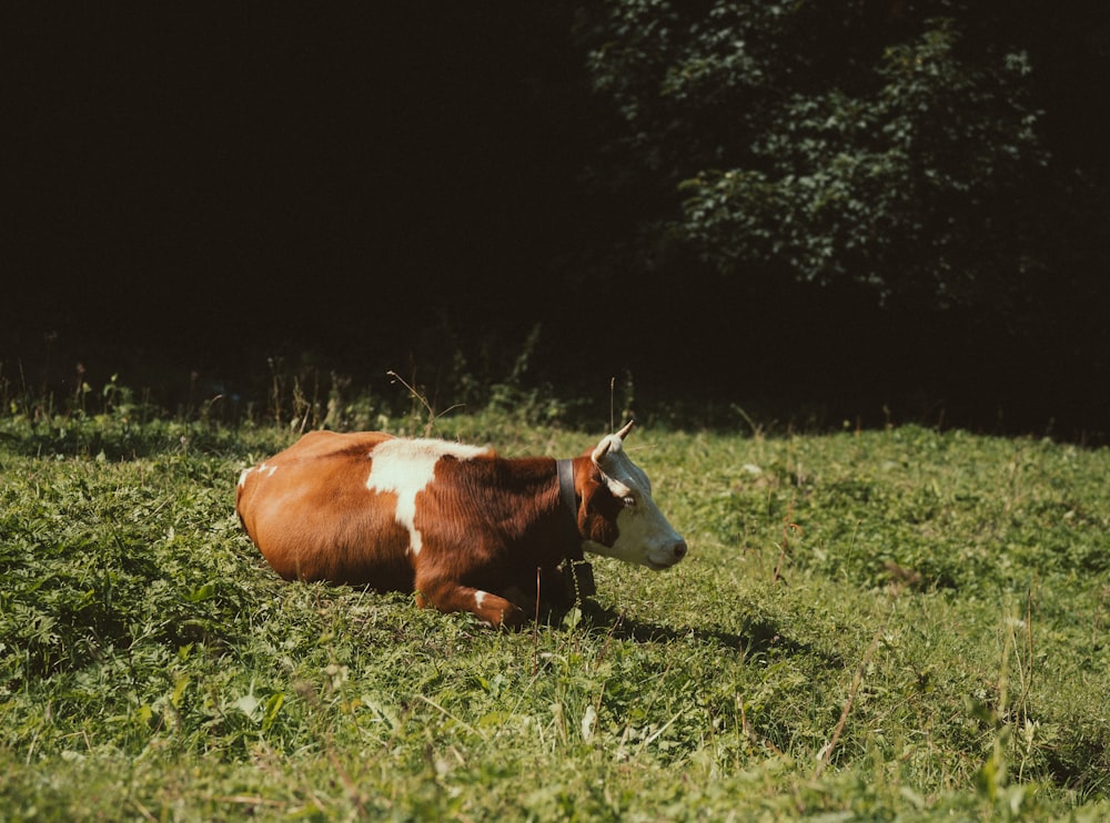 a cow laying in the grass