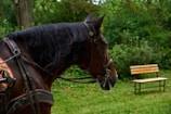 A brown horse with a bridle and saddle stands in a lush green outdoor environment. In the background, a wooden bench can be seen surrounded by dense foliage and trees.