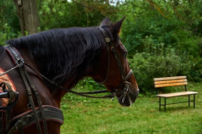A brown horse with a bridle and saddle stands in a lush green outdoor environment. In the background, a wooden bench can be seen surrounded by dense foliage and trees.
