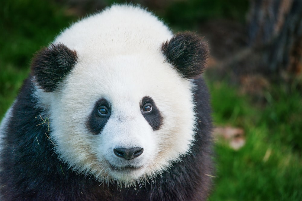 a panda bear in the grass
