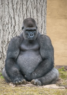 a gorilla sitting next to a tree