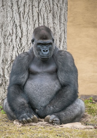 a gorilla sitting next to a tree