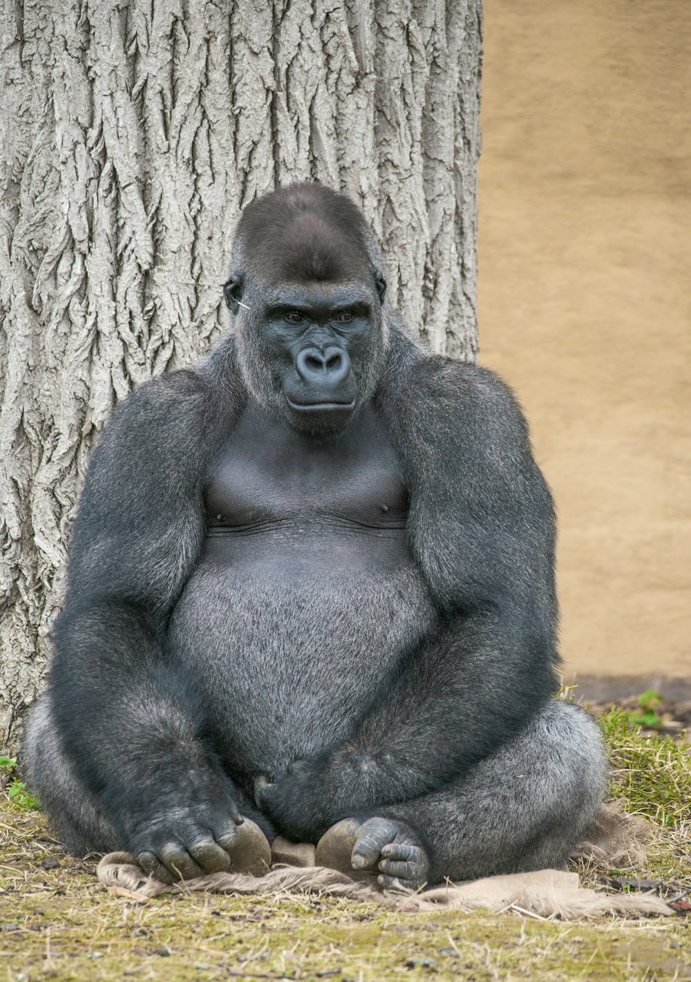 a gorilla sitting next to a tree