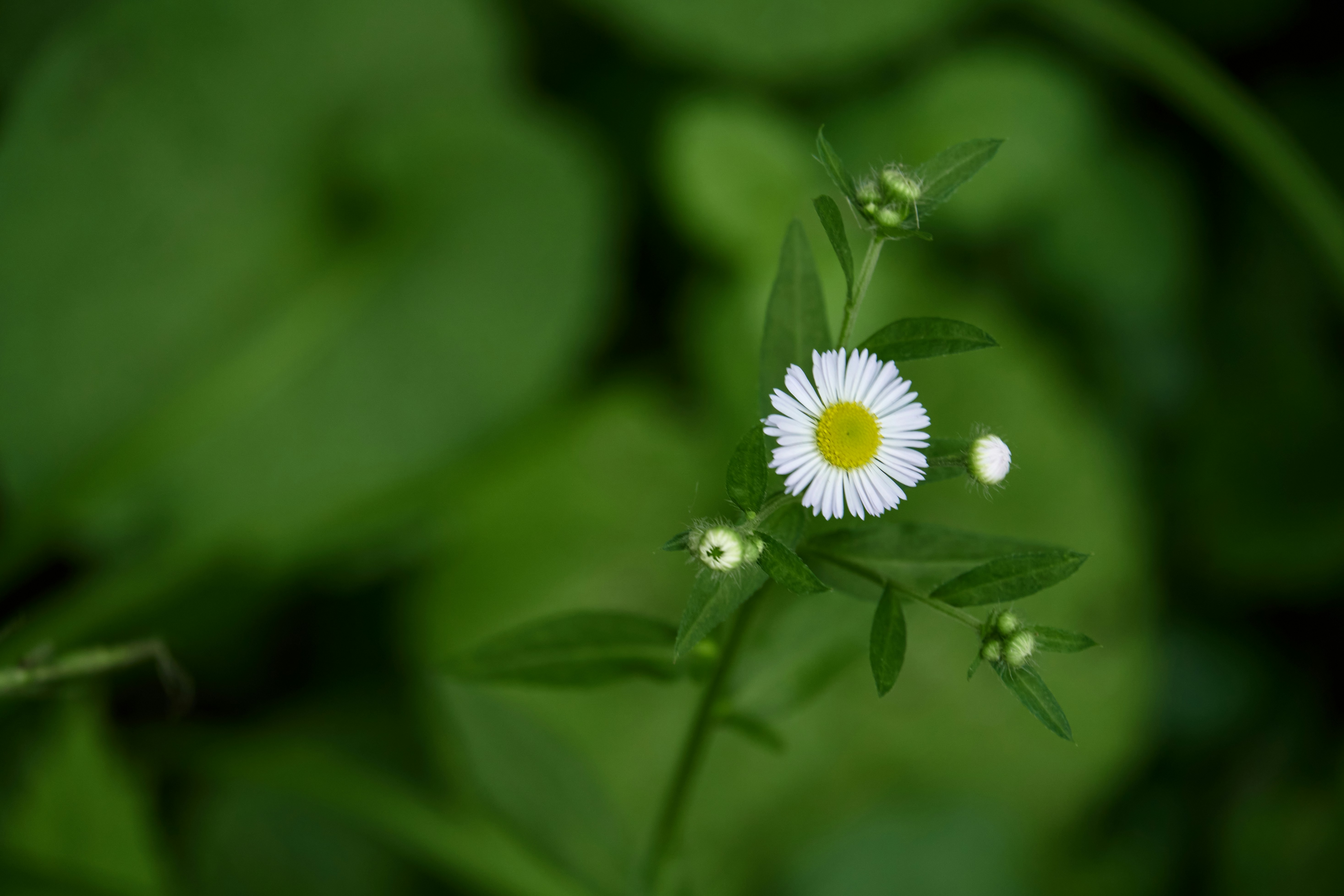 Photo by lostillusion