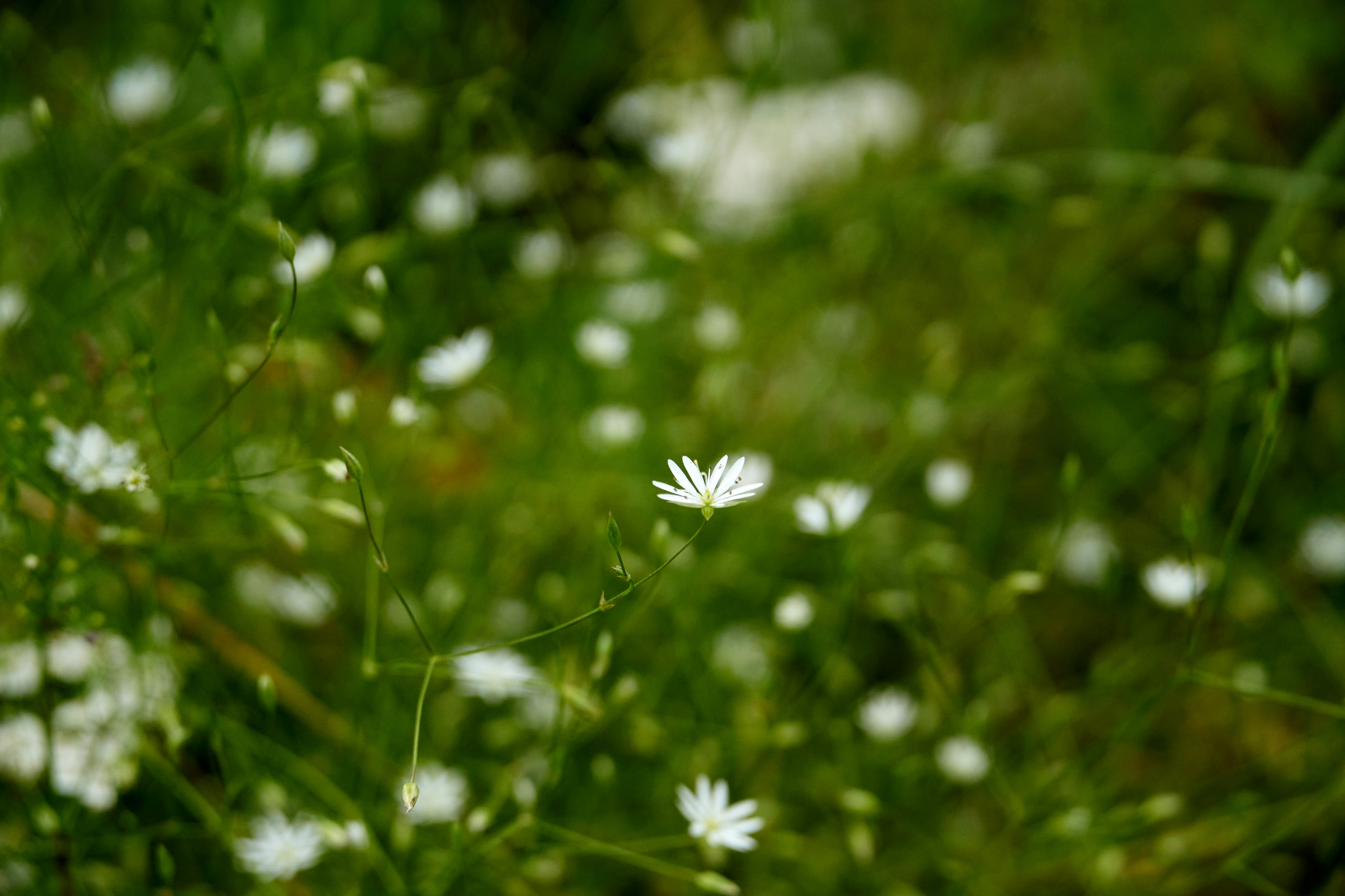 Photo by lostillusion