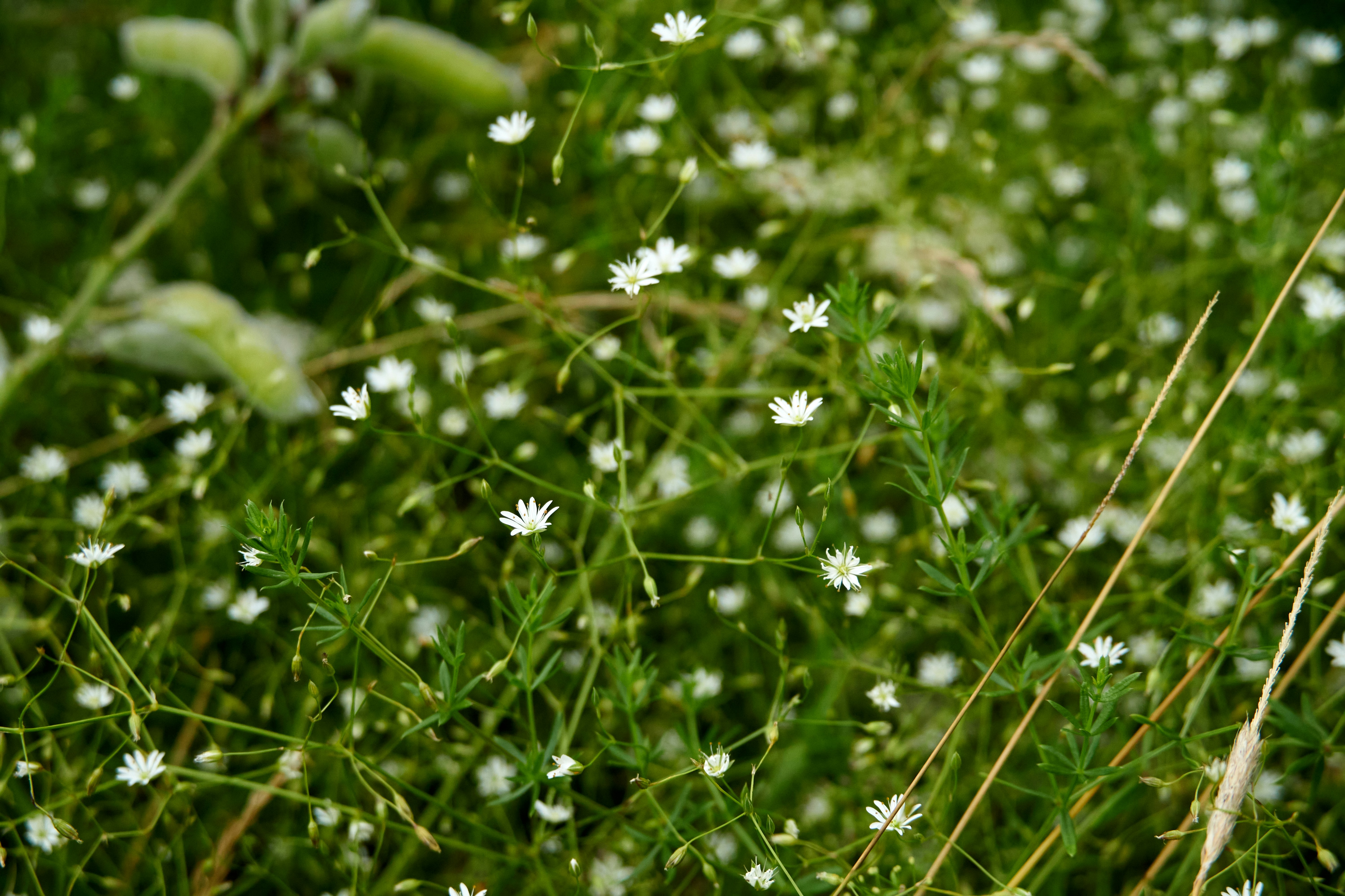 Photo by lostillusion