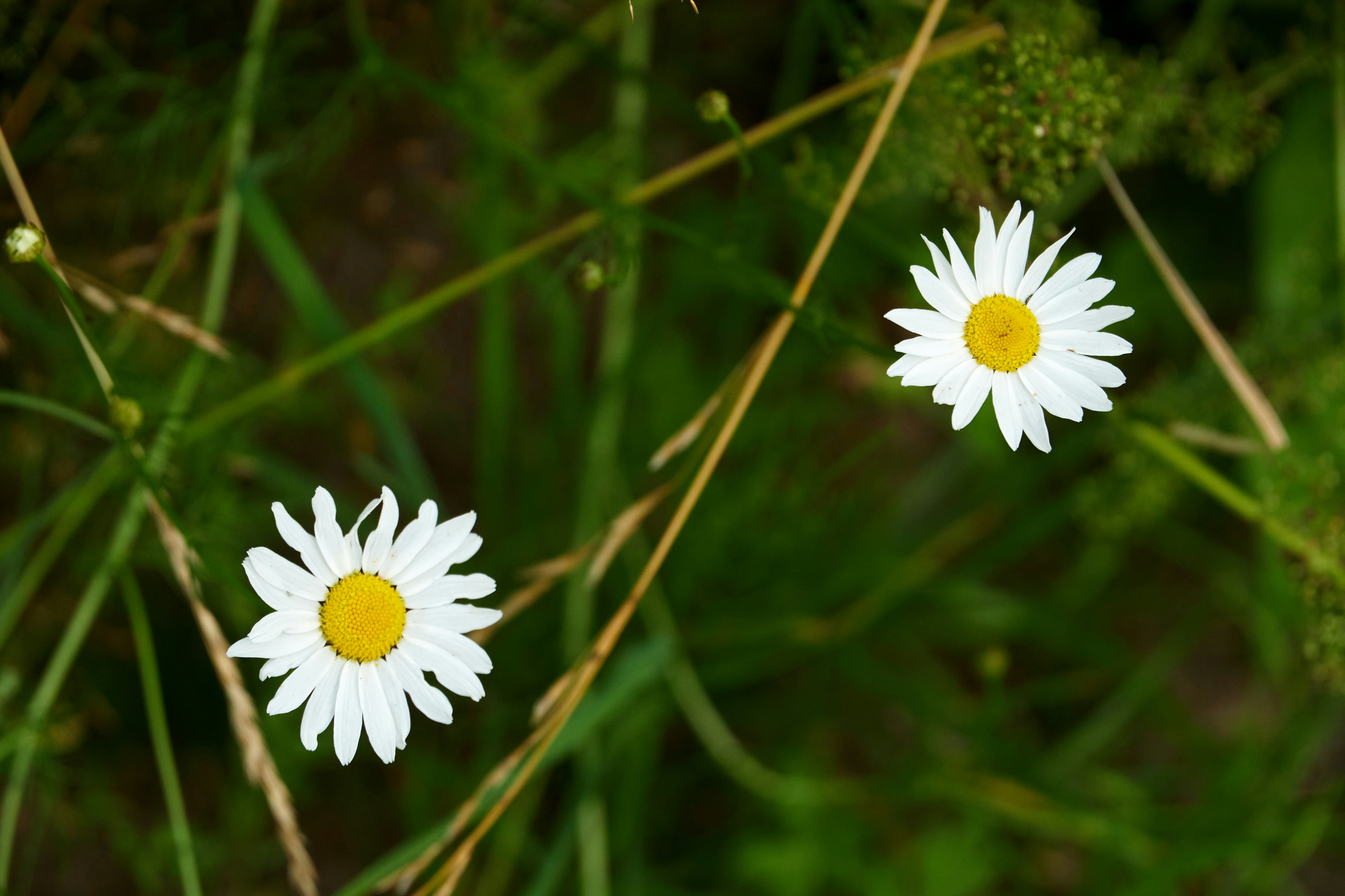 Photo by lostillusion