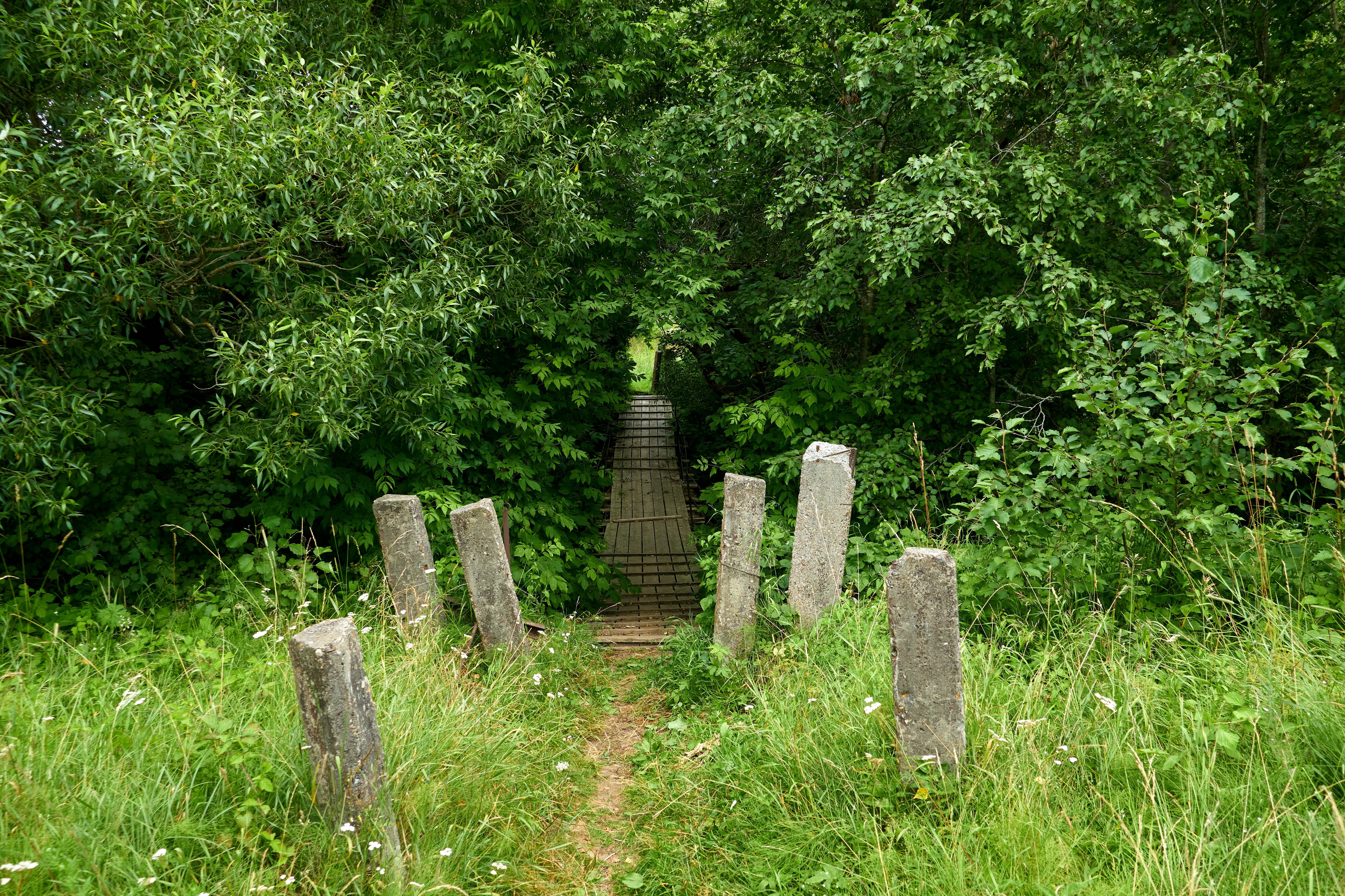 a group of stumps in a grassy area with trees in the background