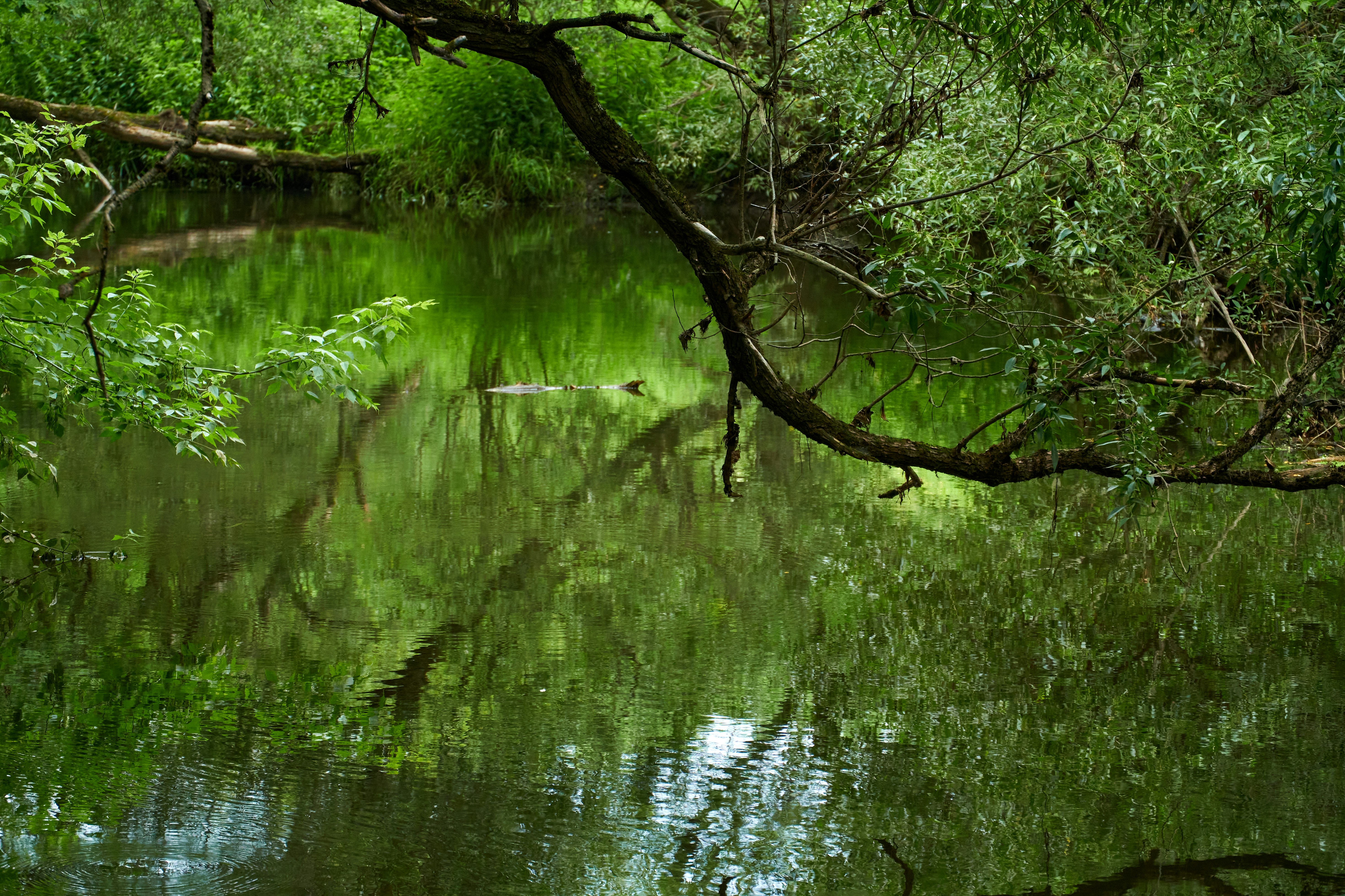 Photo by lostillusion