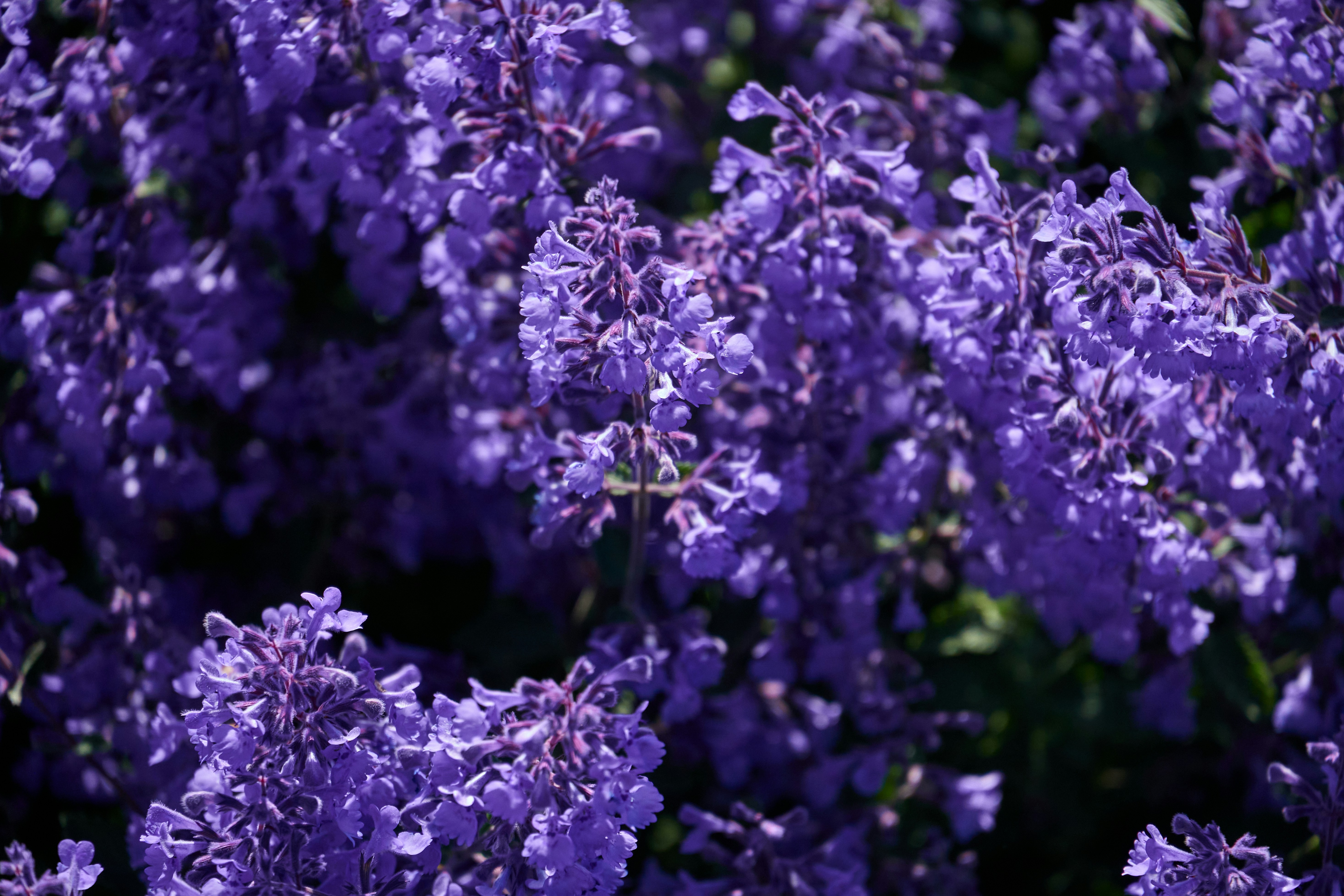 Photo by lostillusion