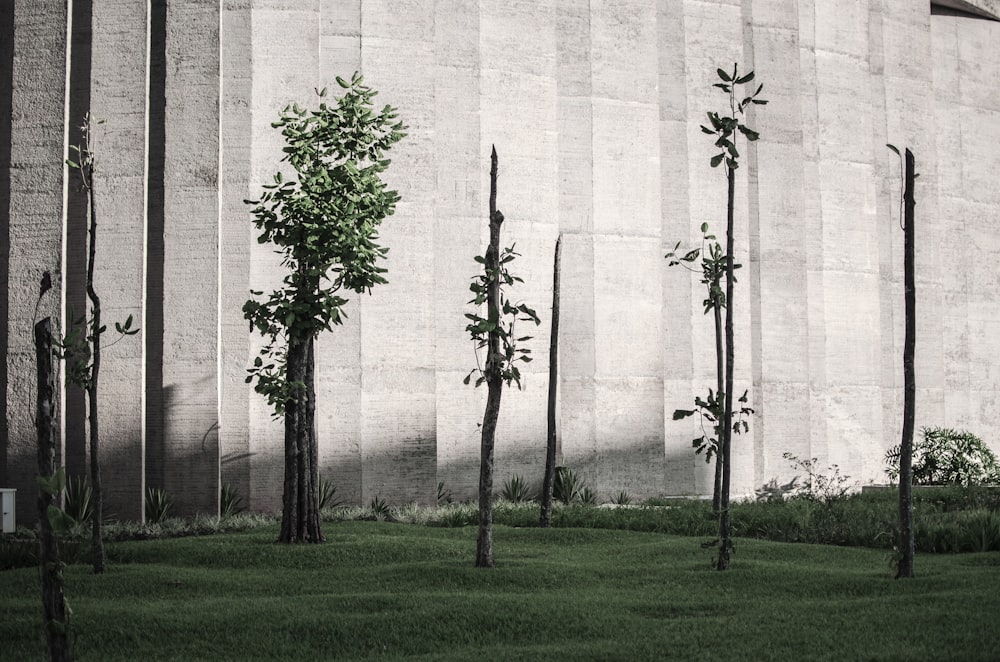 a few trees in a field