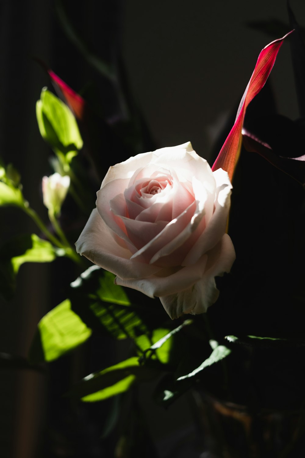 a pink rose with green leaves