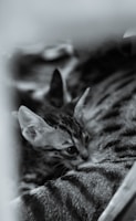 A close-up view of a small kitten nestled against the side of a larger tabby cat. The kitten's fur has a pattern of stripes and spots, and its ears are perked up.
