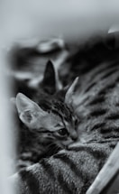 A cozy scene of a fluffy Maine Coon kitten nestled beside a playful mini dachshund puppy.