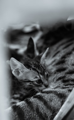 A cozy scene of a fluffy Maine Coon kitten nestled beside a playful mini dachshund puppy.