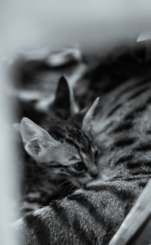 A close-up view of a small kitten nestled against the side of a larger tabby cat. The kitten's fur has a pattern of stripes and spots, and its ears are perked up.