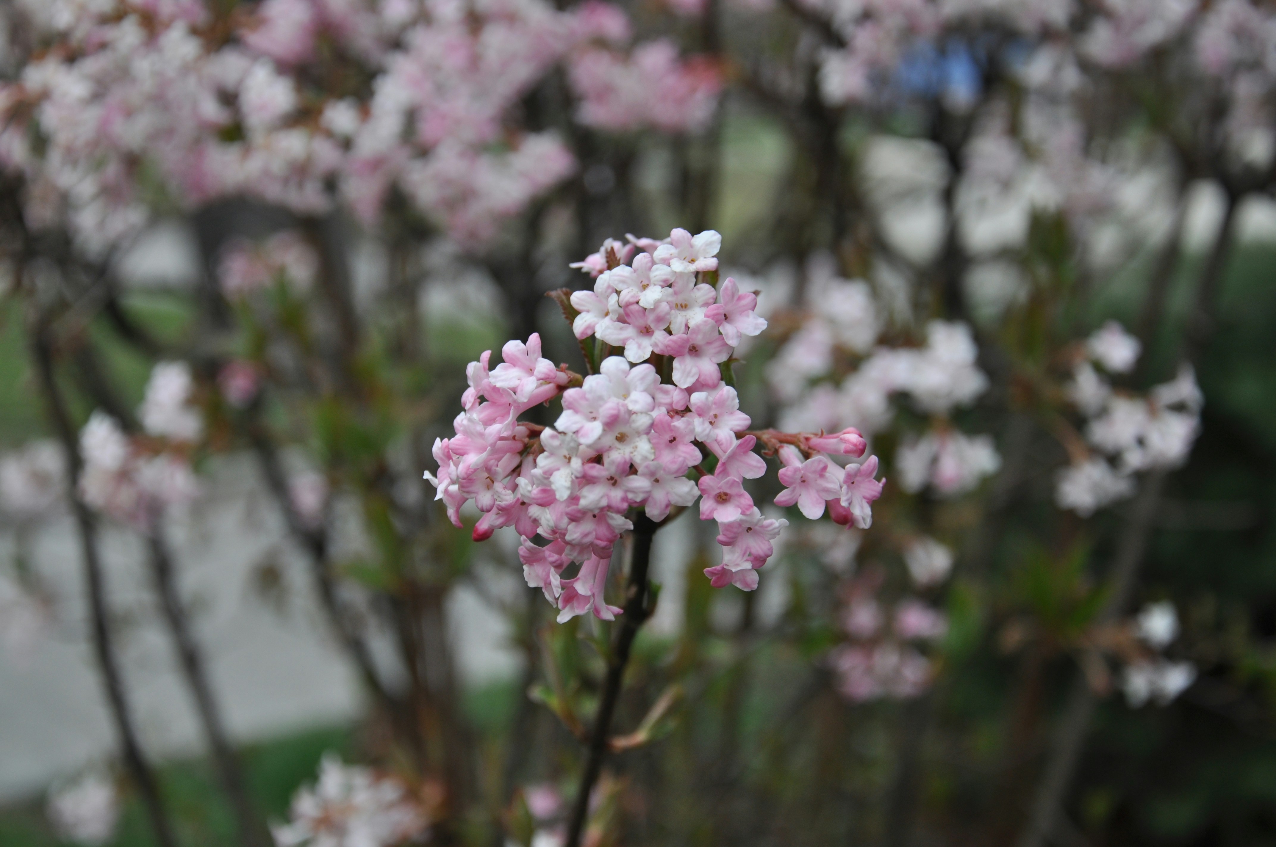 a close up of a flower