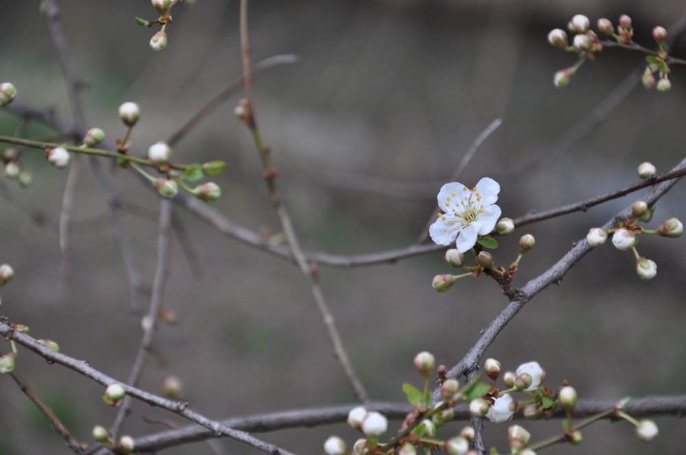 a white flower on a tree branch