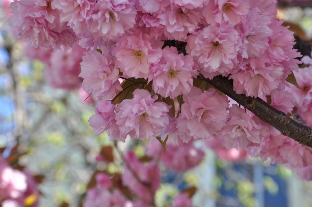 a branch with pink flowers