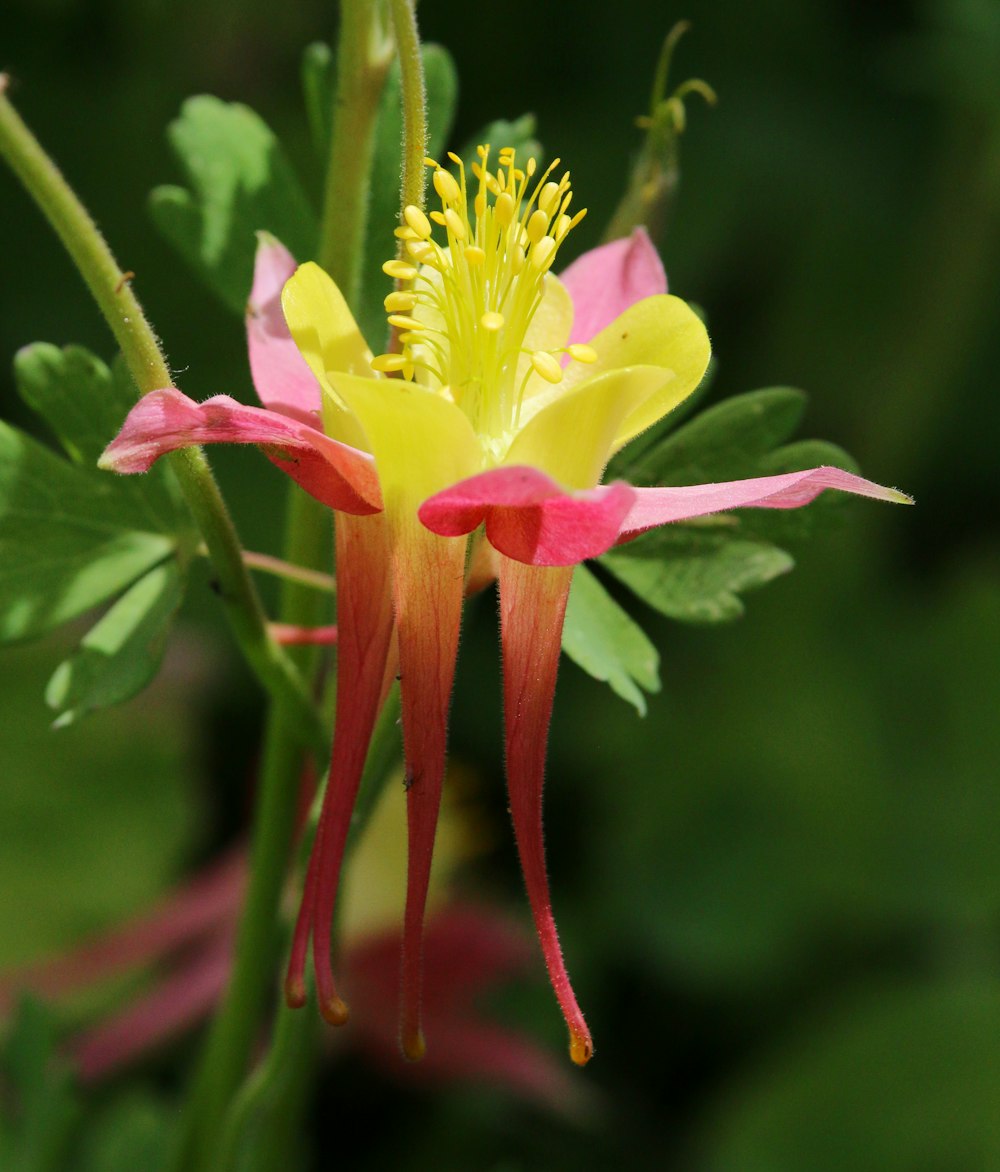 a close up of a flower