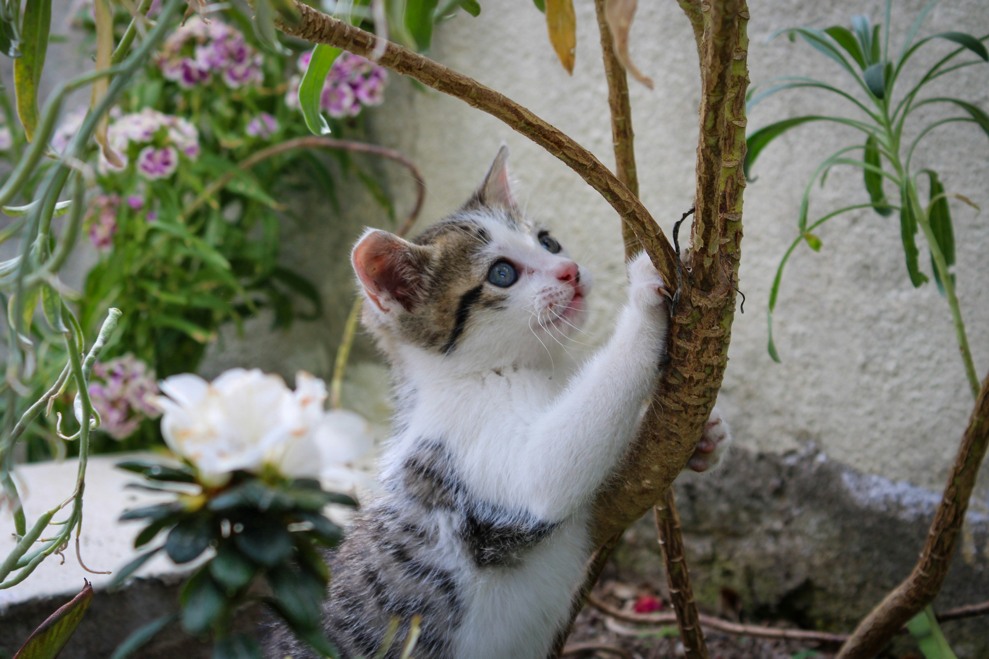 two cats on a branch