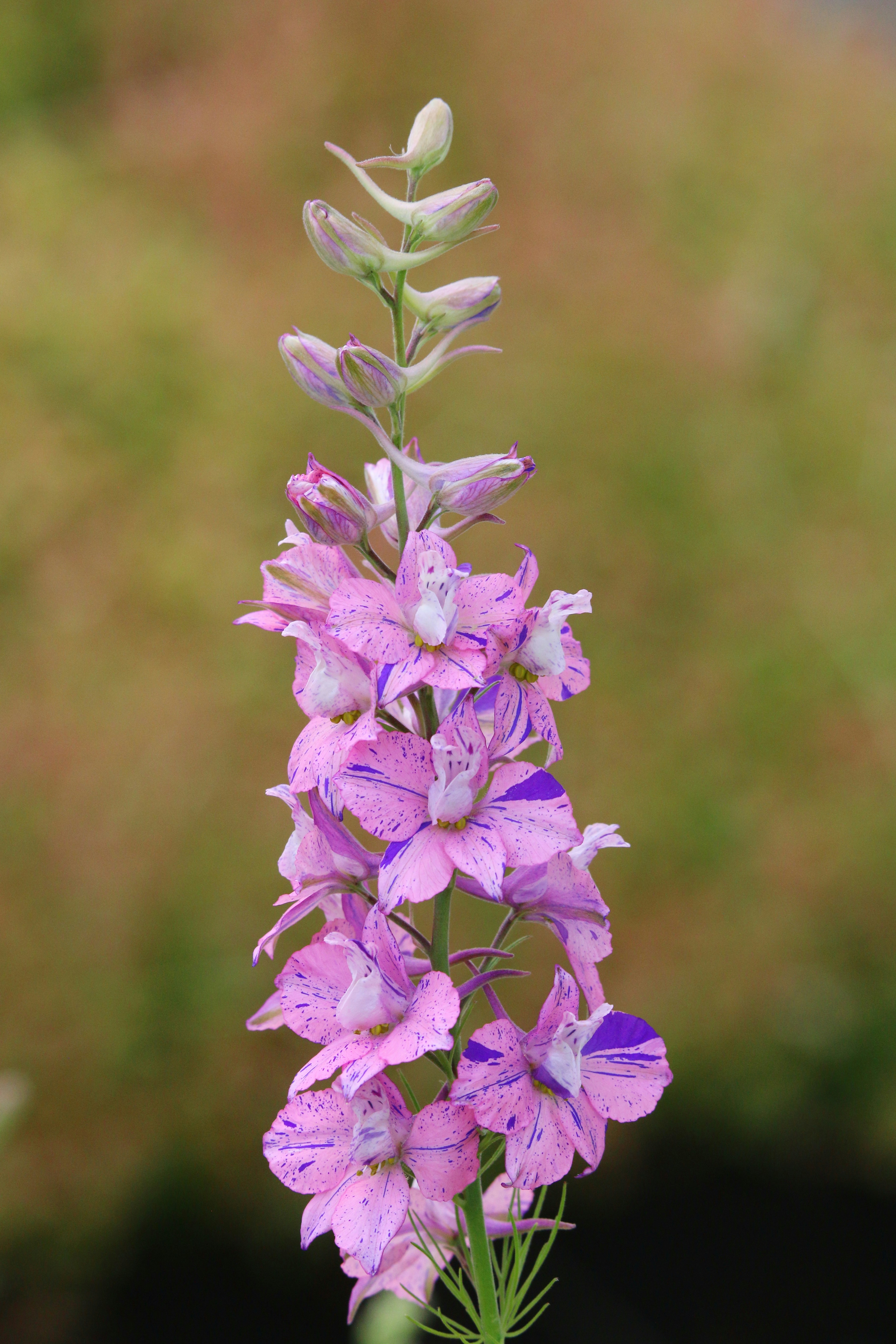 a close up of a purple flower