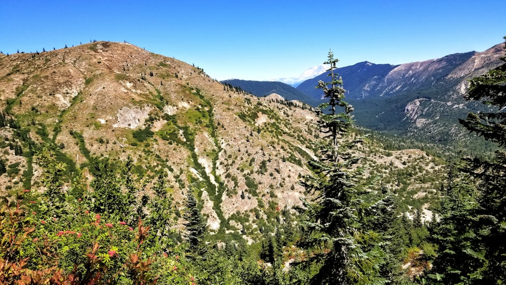 a mountain with trees and bushes