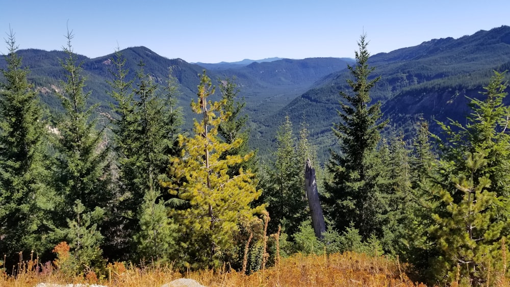 a forest of trees