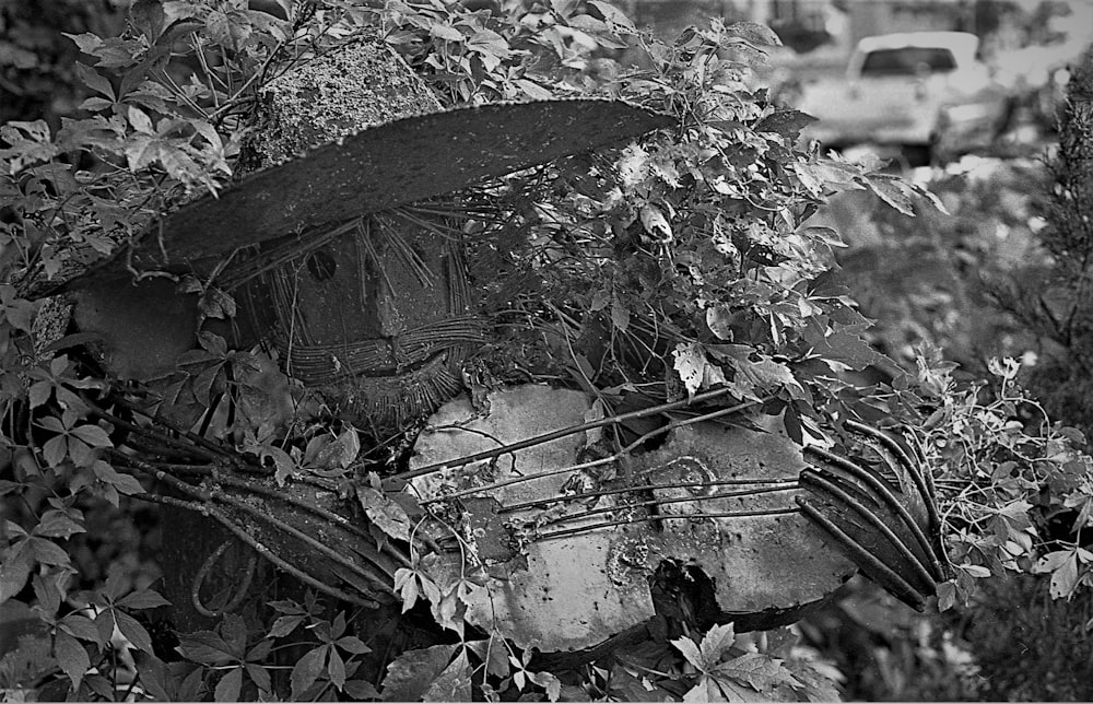 a black and white photo of a skull in a field of grass