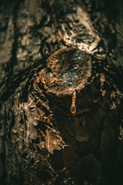 A close-up view of tree bark with a drop of amber resin hanging down, illuminated by a soft light highlighting the intricate textures of the rough bark.