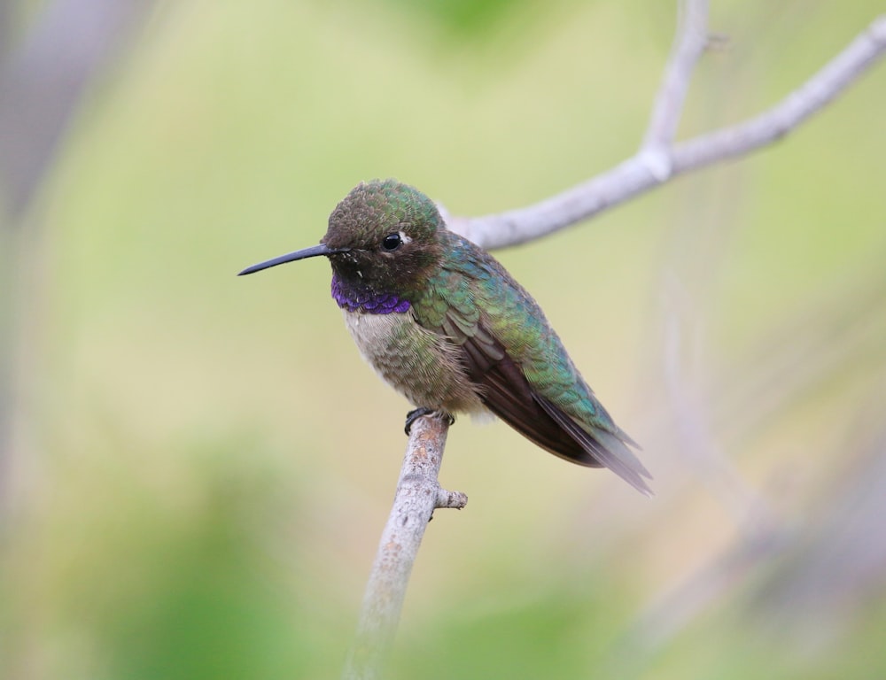 a bird on a branch