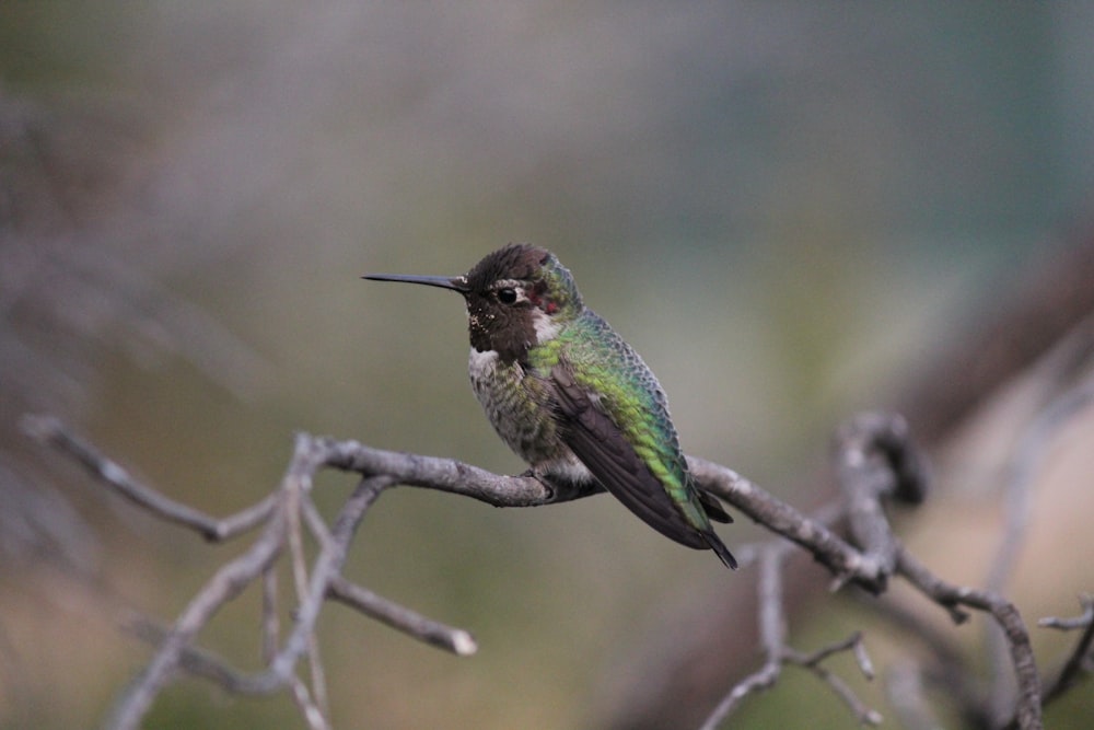 a bird sits on a branch