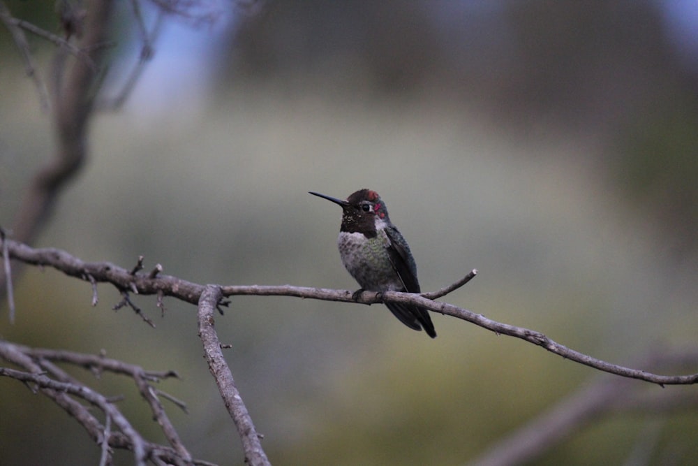 a bird sits on a branch