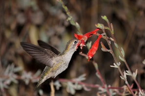 A hummingbird hovers in mid-air while feeding on the nectar of bright red tubular flowers. The bird's wings are blurred from rapid movement, and its beak is inserted into the flower. The background is softly out of focus, emphasizing the bird and flowers.