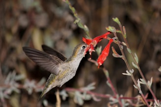 A hummingbird hovers in mid-air while feeding on the nectar of bright red tubular flowers. The bird's wings are blurred from rapid movement, and its beak is inserted into the flower. The background is softly out of focus, emphasizing the bird and flowers.