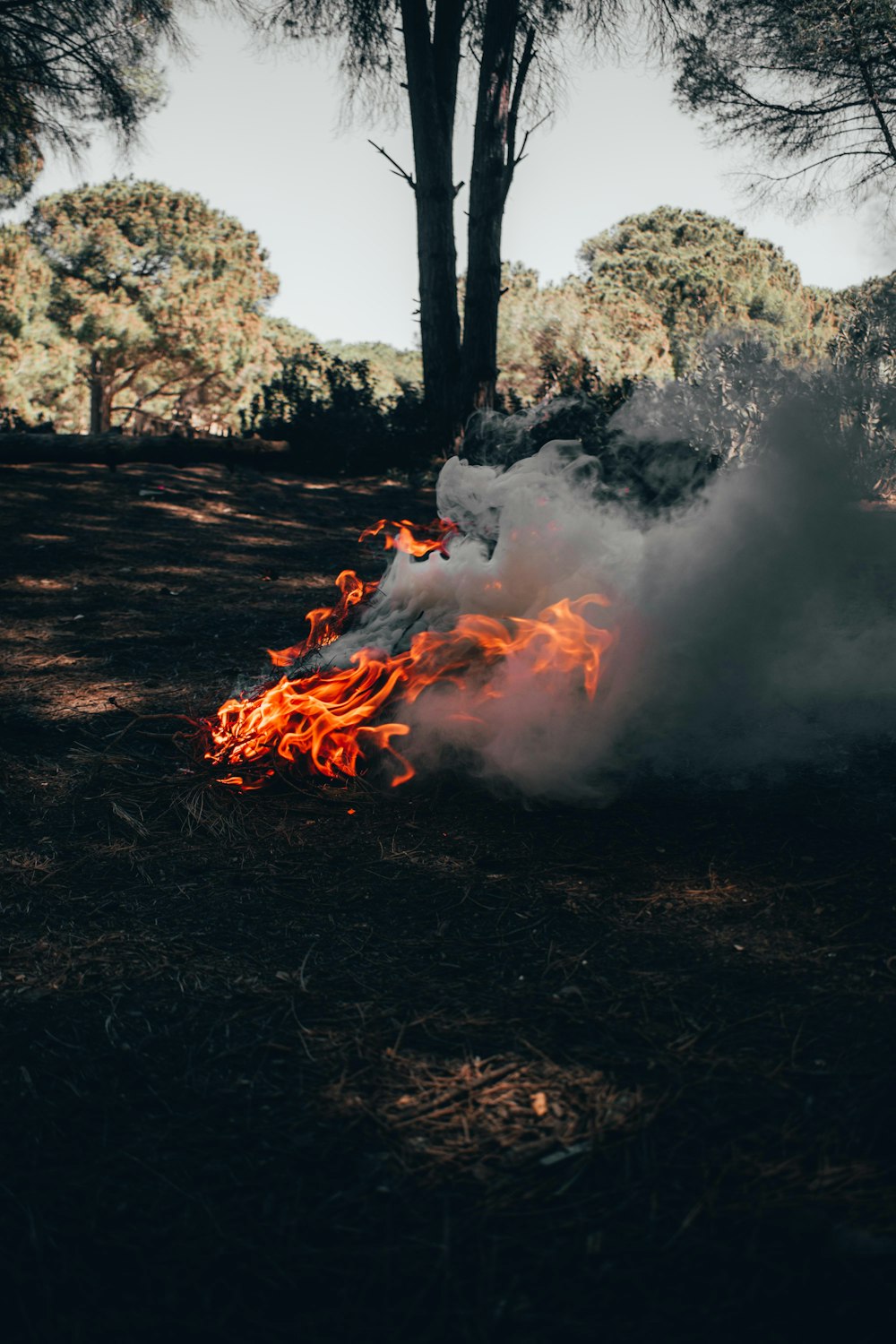 a fire in a forest