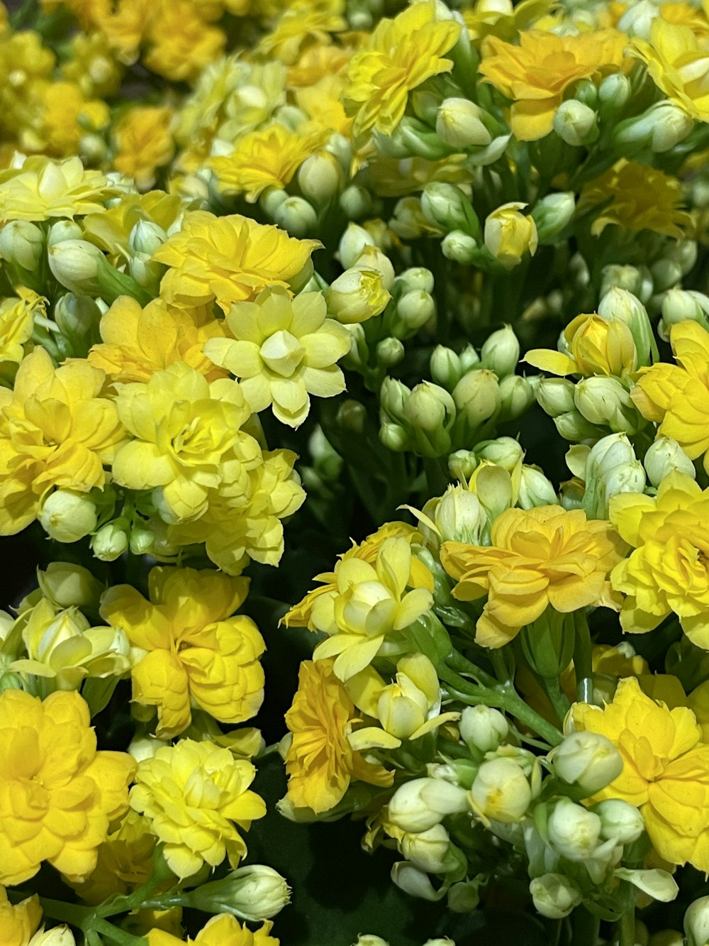 a group of yellow flowers