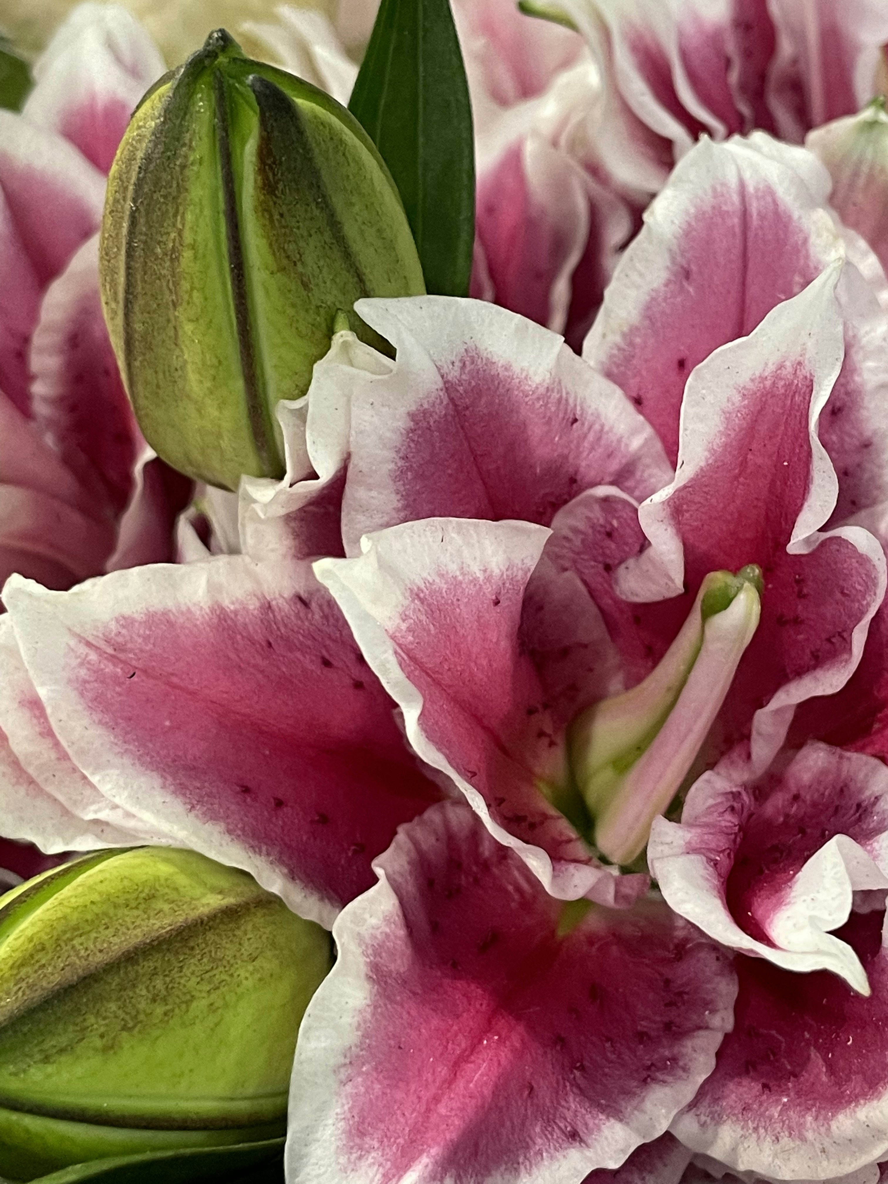 Photo by janinekrobinson