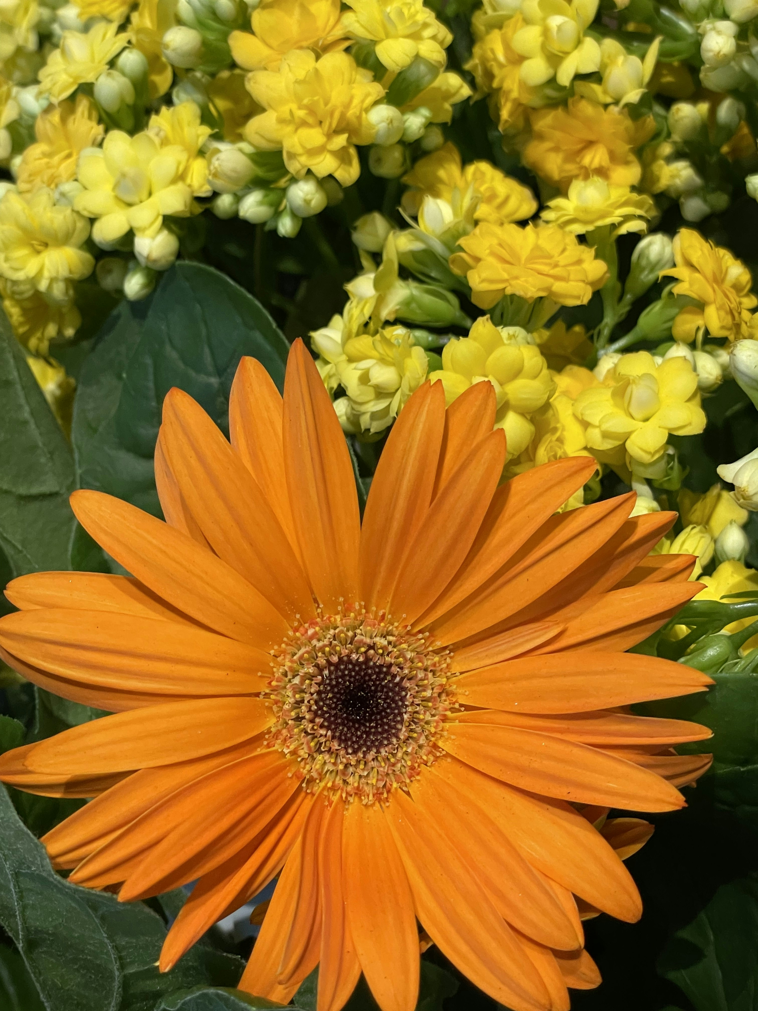 Photo by janinekrobinson