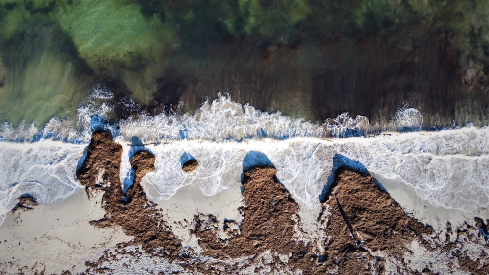 a group of blue and white birds