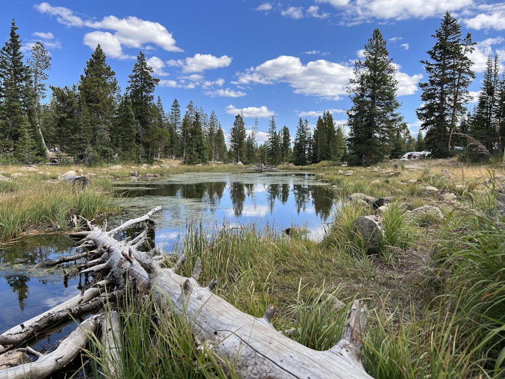 a small pond surrounded by grass and trees