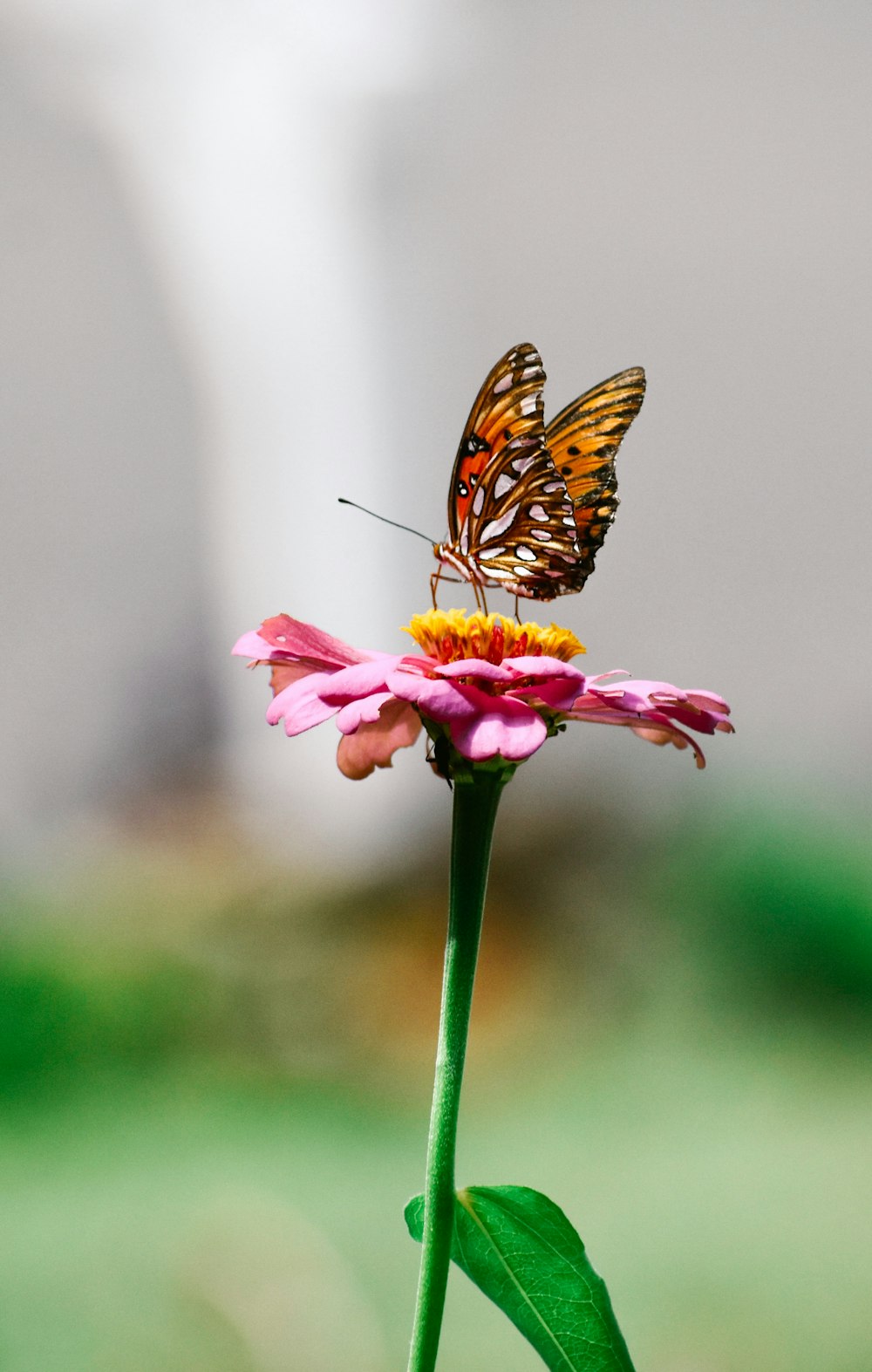 a butterfly on a flower