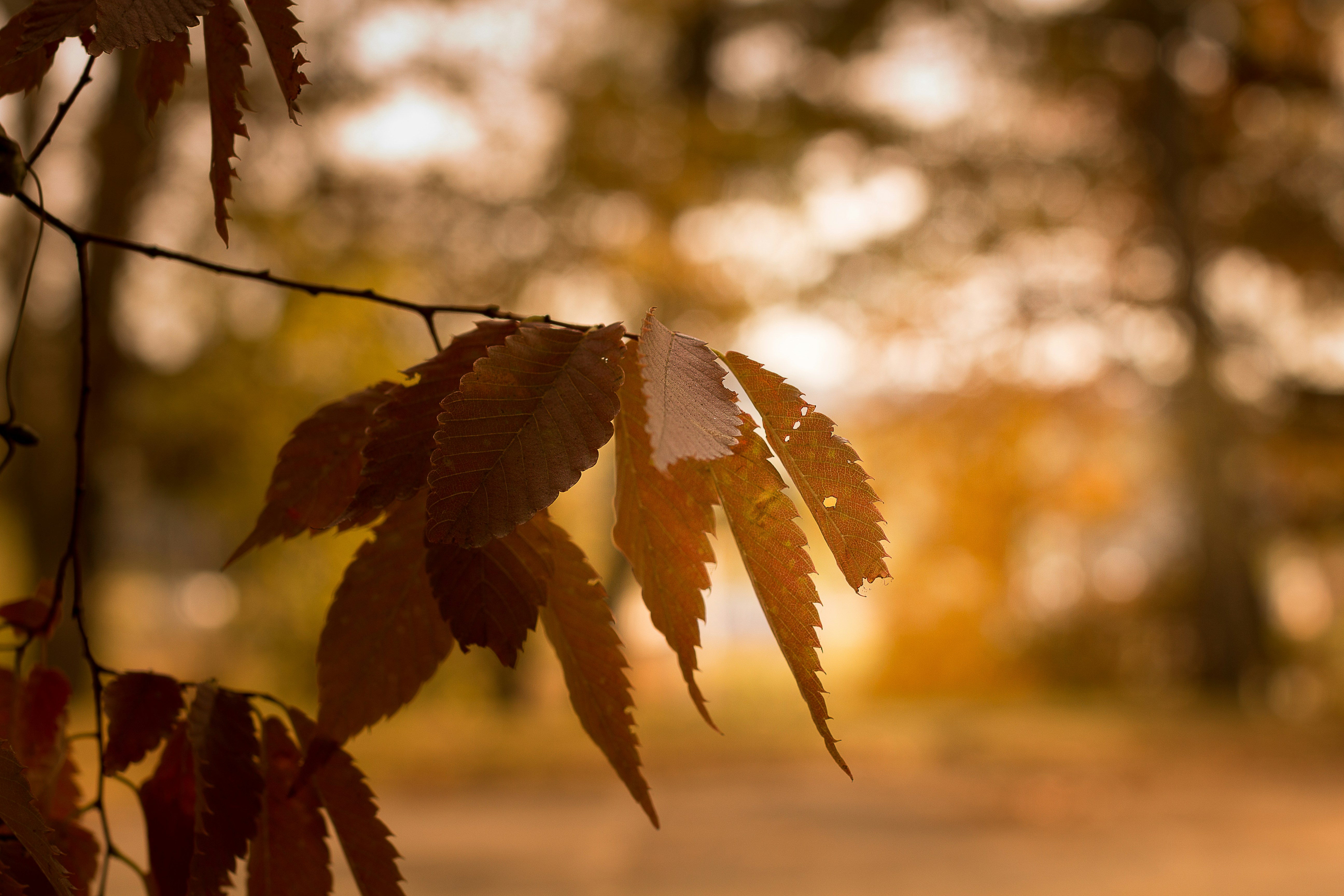 Photo by emmanuelphaeton