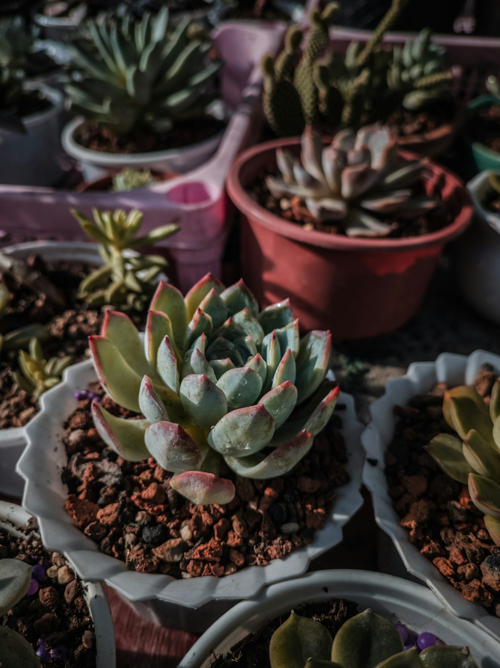 a group of potted plants