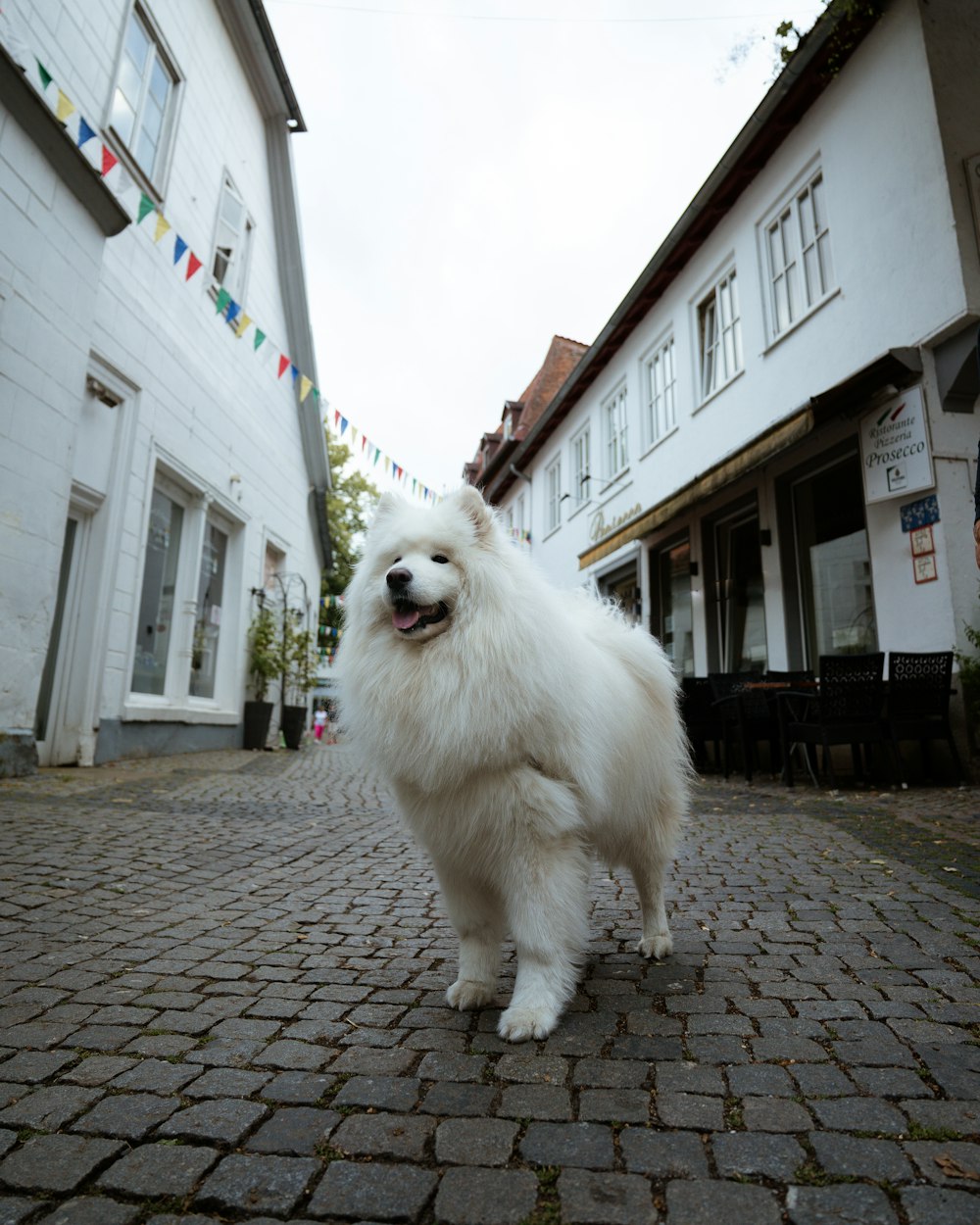 Un cane bianco su una strada di mattoni