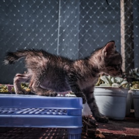 A small kitten is walking across a blue plastic platform. The background features a chain-link fence and a few potted plants.