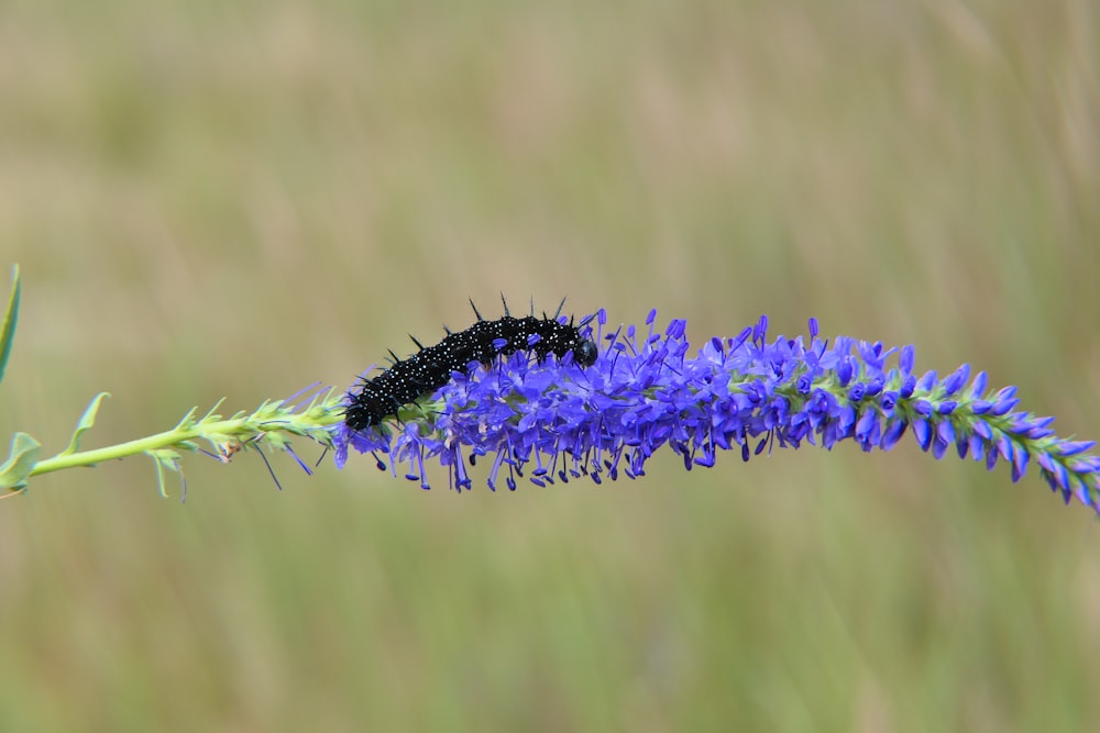 a black and white insect on a purple flower